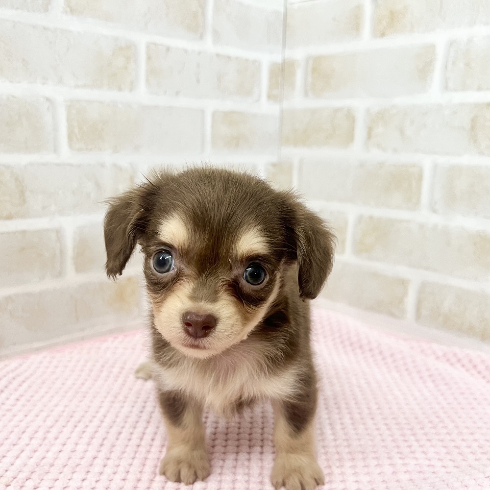 美人過ぎるチワックスちゃん♡ペットショップ犬の家＆猫の里京都